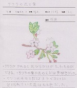 桜の観察日記１