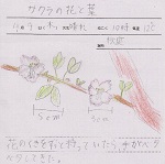 桜の観察日記２
