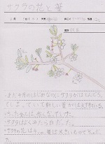 桜の観察日記３